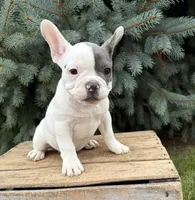 Layla, a female French Bulldog for sale in Middlebury, IN – 1 of 6