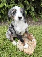 Blue, a male Bernedoodle for sale in Middlebury, IN – 2 of 4
