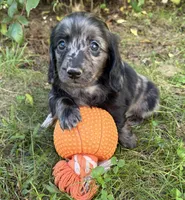 Truffles, a female Dachshund for sale in Middlebury, IN – 3 of 6