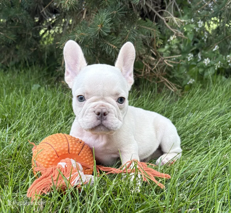Bruno – French Bulldog puppy for sale in Middlebury, IN