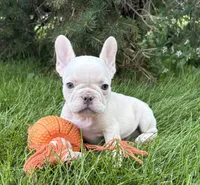 Bruno, a male French Bulldog for sale in Middlebury, IN – 1 of 5