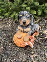 Skyler, a male Dachshund for sale in Middlebury, IN – Photo 2 of 4