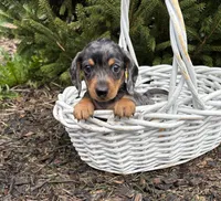 Skyler, a male Dachshund for sale in Middlebury, IN – Photo 1 of 4