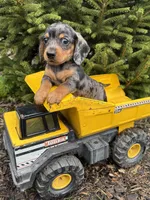 Skyler, a male Dachshund for sale in Middlebury, IN – Photo 4 of 4