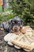 Skyler, a male Dachshund for sale in Middlebury, IN – Photo 3 of 4