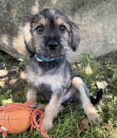 Tia, a female Schnoodle for sale in Middlebury, IN – 2 of 4