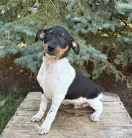 Rocco, a male Rat Terrier for sale in Middlebury, IN – 2 of 5