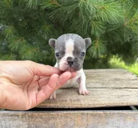 Sheba, a female French Bulldog for sale in Middlebury, IN – 4 of 4