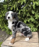 Blue, a male Bernedoodle for sale in Middlebury, IN – 4 of 4