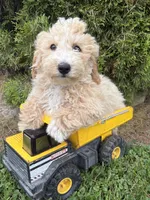 Jace , a male Bichpoo for sale in Middlebury, IN – 5 of 5