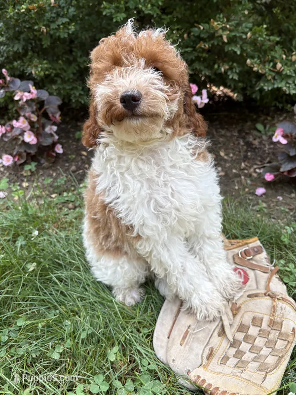 Alex – Miniature Goldendoodle puppy for sale in Middlebury, IN