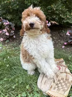Alex, a male Miniature Goldendoodle for sale in Middlebury, IN – 1 of 4