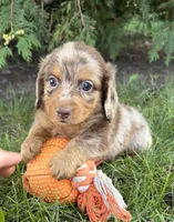Colby, a male Dachshund for sale in Middlebury, IN – 4 of 5