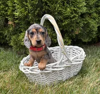 Sophie, a female Dachshund for sale in Middlebury, IN – 5 of 5