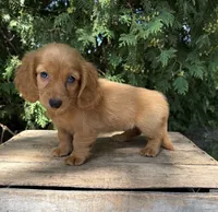 Pippa , a female Miniature Dachshund for sale in Middlebury, IN – 4 of 5