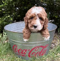 Zeke, a male Cockapoo for sale in Middlebury, IN – 3 of 5