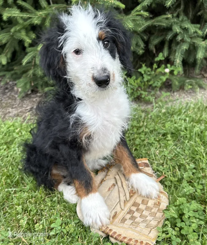 Dexter – Bernedoodle puppy for sale in Middlebury, IN