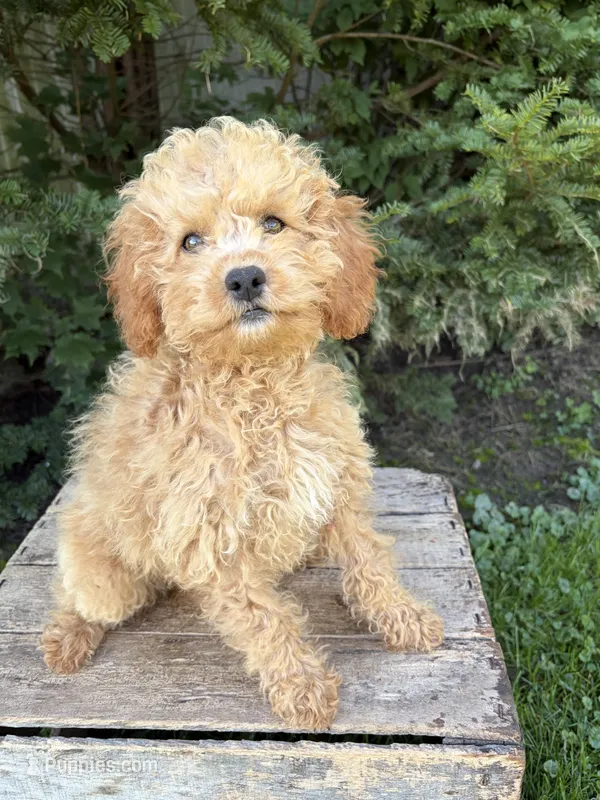 Jane – Cockapoo puppy for sale in Middlebury, IN