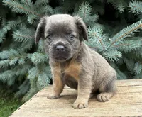 Dakota fluffy, a female French Bulldog for sale in Middlebury, IN – 1 of 4