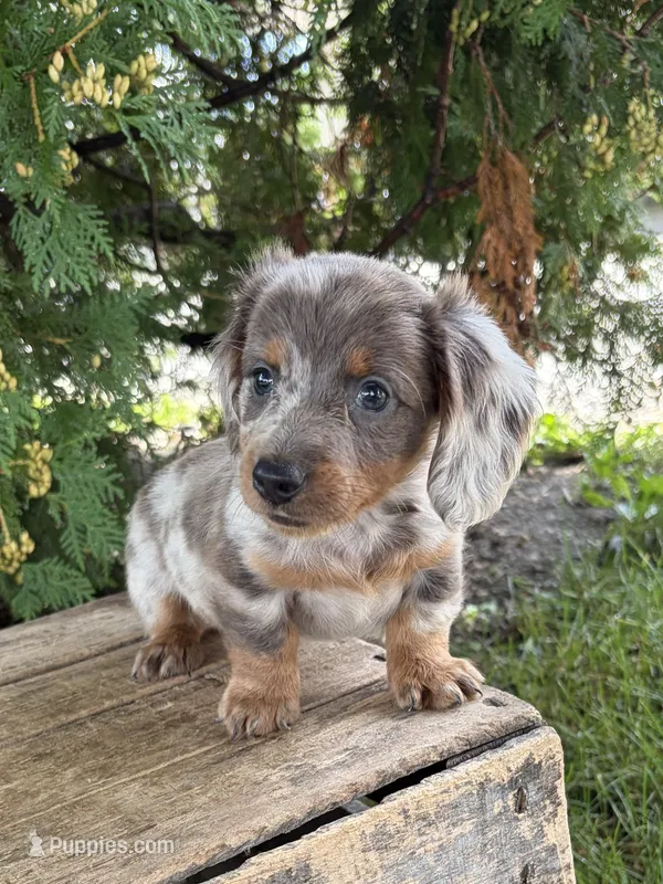 Cici – Dachshund puppy for sale in Middlebury, IN