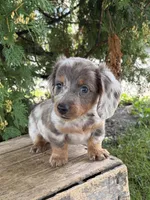 Cici, a female Dachshund for sale in Middlebury, IN – 1 of 5