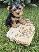 Jax , a male Yorkshire Terrier for sale in Middlebury, IN – 4 of 4