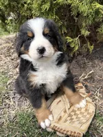 Maximus , a male Bernese Mountain Dog for sale in Middlebury, IN – Photo 2 of 4