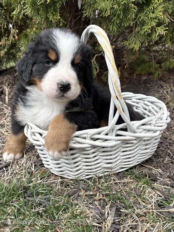 Maximus  – Bernese Mountain Dog puppy for sale in Middlebury, IN