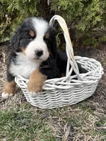 Maximus , a male Bernese Mountain Dog for sale in Middlebury, IN – Photo 1 of 4