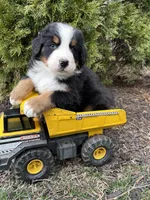 Maximus , a male Bernese Mountain Dog for sale in Middlebury, IN – Photo 4 of 4