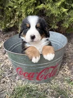 Maximus , a male Bernese Mountain Dog for sale in Middlebury, IN – Photo 3 of 4