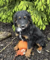 Bailey, a female Bernedoodle for sale in Middlebury, IN – Photo 3 of 4