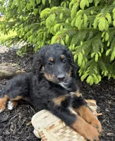 Bailey, a female Bernedoodle for sale in Middlebury, IN – Photo 2 of 4