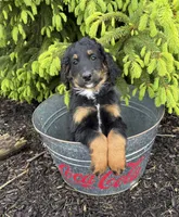 Bailey, a female Bernedoodle for sale in Middlebury, IN – Photo 4 of 4