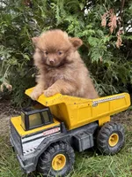 Zeus, a male Pomeranian for sale in Middlebury, IN – 4 of 5