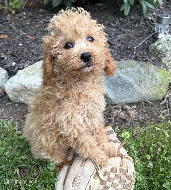 Jane – Cockapoo puppy for sale in Middlebury, IN