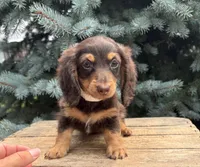 Ollie, a male Miniature Dachshund for sale in Middlebury, IN – 3 of 4