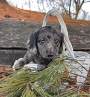 Opal, a female Dachshund for sale in Middlebury, IN – Photo 3 of 5