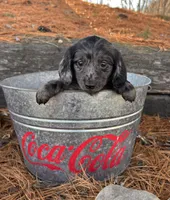 Opal, a female Dachshund for sale in Middlebury, IN – Photo 4 of 5