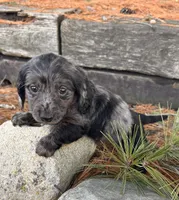 Opal, a female Dachshund for sale in Middlebury, IN – Photo 5 of 5