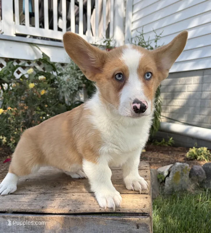 Gilbert  – Pembroke Welsh Corgi puppy for sale in Middlebury, IN