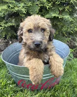 Dominic, a male Whoodle for sale in Middlebury, IN – 2 of 4