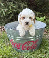 Arlo, a male Havapoo for sale in Middlebury, IN – 3 of 5