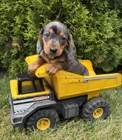 Sullivan, a male Dachshund for sale in Middlebury, IN – 2 of 5