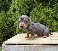Sullivan, a male Dachshund for sale in Middlebury, IN – 4 of 5