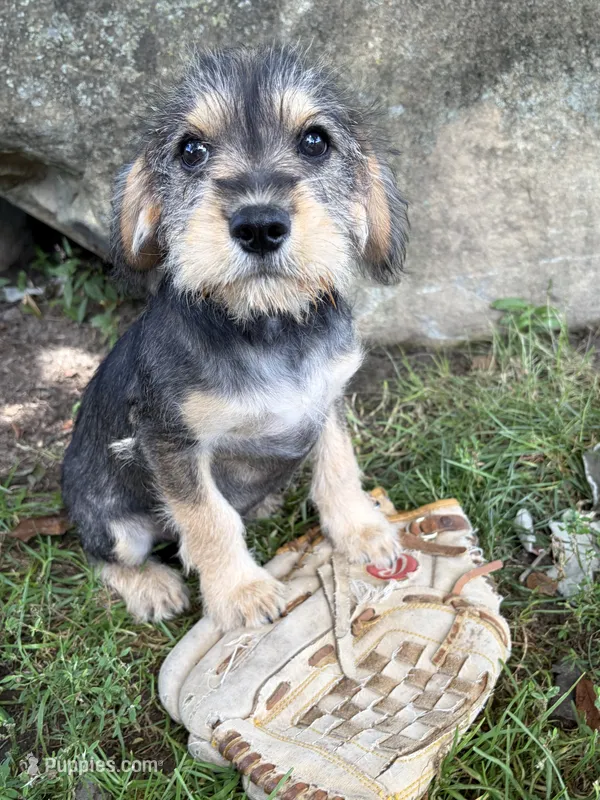 Truman – Schnoodle puppy for sale in Middlebury, IN
