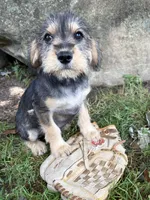 Truman, a male Schnoodle for sale in Middlebury, IN – 1 of 3