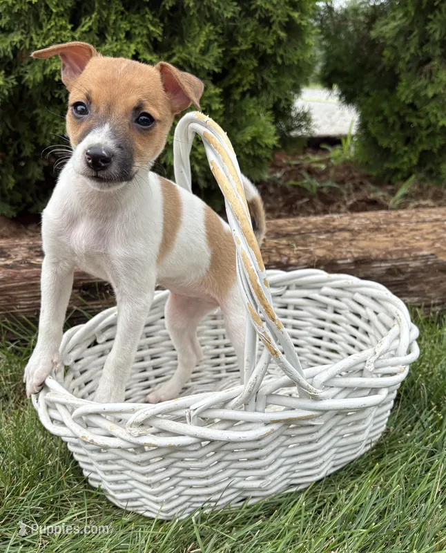 Stella – Jack Russell Terrier, Rat Terrier puppy for sale in Middlebury, IN