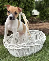 Stella, a female Jack Russell Terrier and Rat Terrier for sale in Middlebury, IN – 1 of 4