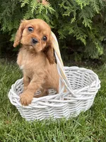 Calihan, a male Cavalier King Charles Spaniel for sale in Middlebury, IN – 3 of 4